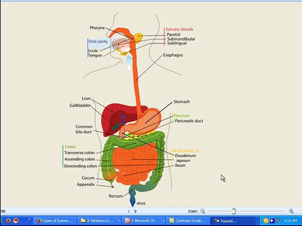 digestive system (TM)