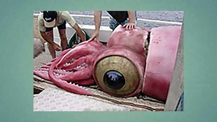 Top 5 Largest Animals Ever