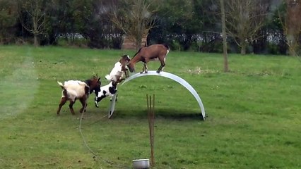 Chèvres en équilibre - goats balancing on a flexible steel ribbon