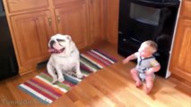 Cute Bulldogs Cuddling and Playing With Babies - Dog & Baby Compilation