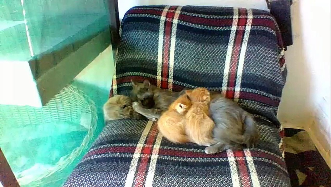 Gatitos que suben
