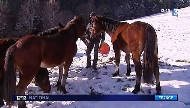 A la découverte du cheval du Vercors