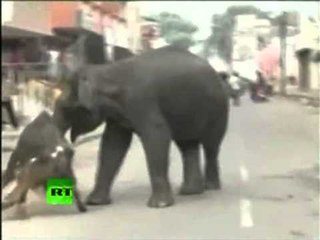 TERBOHEN DY ELEFANTE DALIN NGA PYLLI DHE SULMOJNE QYTETIN,1 I VDEKUR LAJM