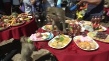 Monkeys Gorge on  4,400 Pound Feast at Monkey Buffet Festival