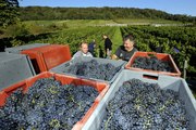 Le vin, trait d'union de la région Acal (Alsace, Lorraine, Champagne-Ardenne)