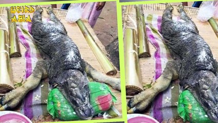 CROCODILE-BUFFALO HYBRID Born in Thailand
