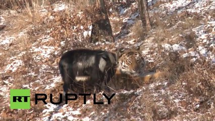 L'amitié improbable entre un tigre et une chèvre