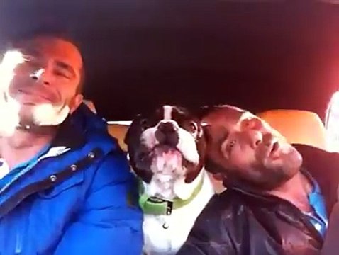 Собака поёт в машине