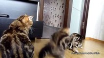 Cats and Cute Kittens Playing together