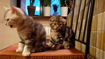 Cute Cats Moments. Cutest Scottish Fold Kittens ever