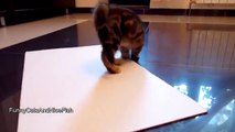 Cute Dancing Kittens  Funny Cats