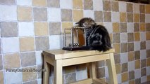 Cute Kitten crashes Newton's cradle  Funny Cats