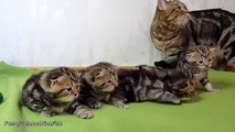3 week old Cute Kittens learns how to walk  Too Cute Cats
