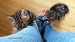 Cute Kittens Climbing a Leg  Funny Cats