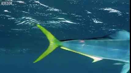 سمندر میں اُڑتی ہوئی مچھلیاں اور ان کے شکاری ۔۔ دلچسپ اور معلوماتی ویڈیو