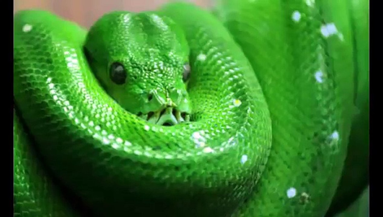 Family terrified as huge python crawls from bathroom cupboard