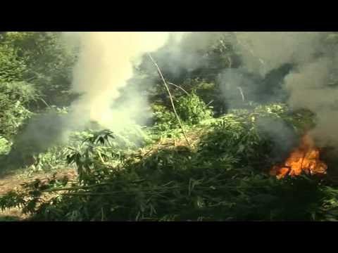 4 TE PRANGOSUR PASI KANE KULTIVUAR BIME NARKOTIKE CANABIS SATIVA,AKSIONI VAZHDON LAJM