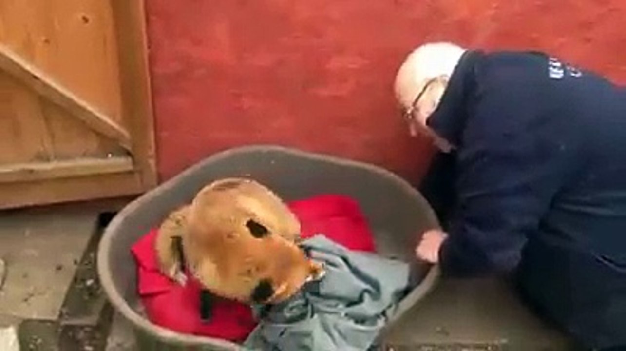 Saved fox from death and become friend with hero he saved her