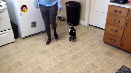 Baby Pygmy Goat Copies Hopping