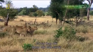 The Lion Mega Pride(full documentary)HD