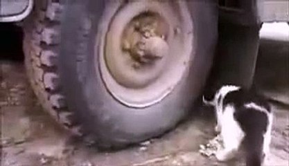 Cat cannot see a mouse - perfect camouflage - Thug life