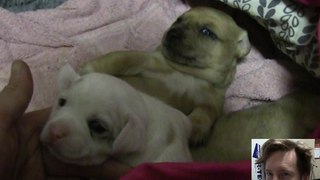 Puppy love with rocky briskey showing you his babies