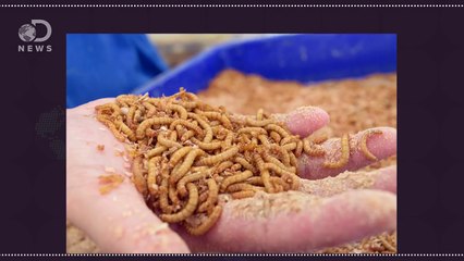 Can Plastic-Eating Worms Solve Our Trash Problem?