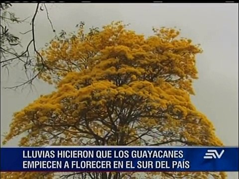 Florecimiento de los guayacanes