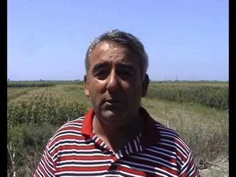 ANKOHEN FERMERET MYZEQARET NUK KANE TREG PER TE SHITUR PRODHIMET LAJM