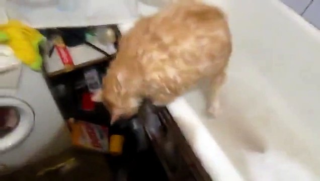 ПРИКОЛ))) Бедный кот. Слишком толстый кот =)