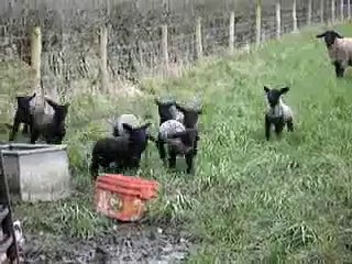 065-Baa Baa Black Sheep Have you any wool