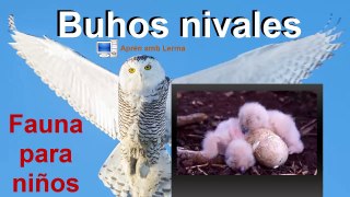(Audio) Fauna para niños - Buhos nivales