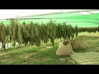 SEKUESTROHEN PAISJE PER TE NDIHMUAR RRITJEN E HASHASHIT AKSIONI ANTIDROGE VAZHDON LAJM