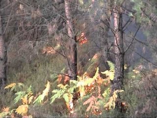 SITUATA E ZJARREVE GJENDJA ME E RENDE NE PUKE,ELBASAN E GJIROKASTER LAJM