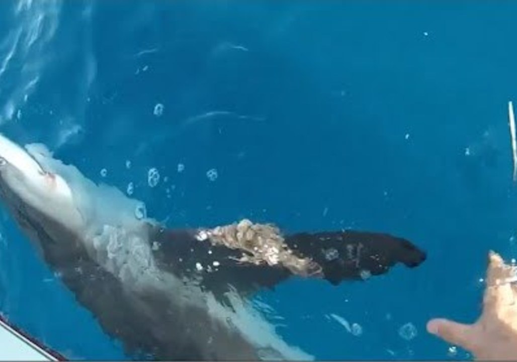 Compilation Shows Some Gnarly Fish