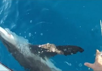 Compilation Shows Some Gnarly Fish