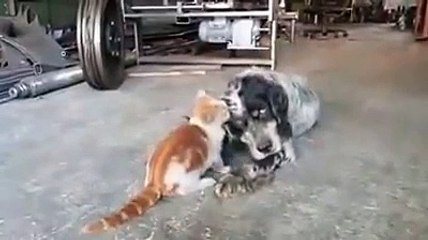 Dostluk ve Muhabbet Örneği (Alıntı Değildir)