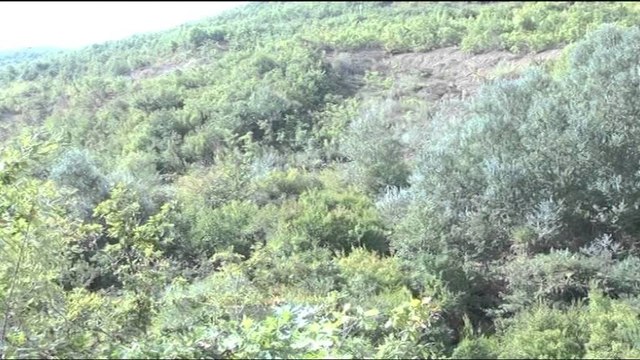 POLICIA ASGJESOI 1200 RRENJE KANABIS NE PYJET E MATIT,ISHIN MBJELLE NE TOKE PA PRONARE LAJM