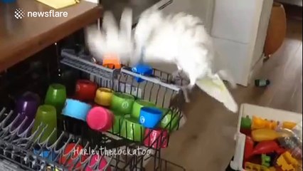 Cockatoo 'helps' owner empty the dishwasher... kind of
