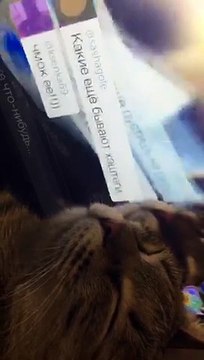 Александр Бон (shponks) on Periscope [2015-12-01 17-20] Соня. #thanksgiving тихий час‼️