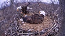 Funny Animal: Eagle cam- Eagles swap places after egg hatches at Codorus State Park, Hanover, PA