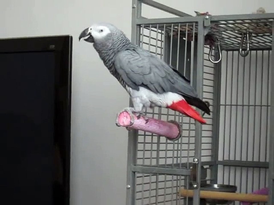 Funny Animal: My Name Is Bond, James Bond - Lottie my African Grey Parrot
