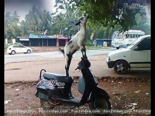 Funny video clip in India | Jake Pedler