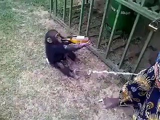 amazing monkey drink the alcohol,,,prank