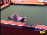 Cutest kittens playing whack-a-mole on a pool table.