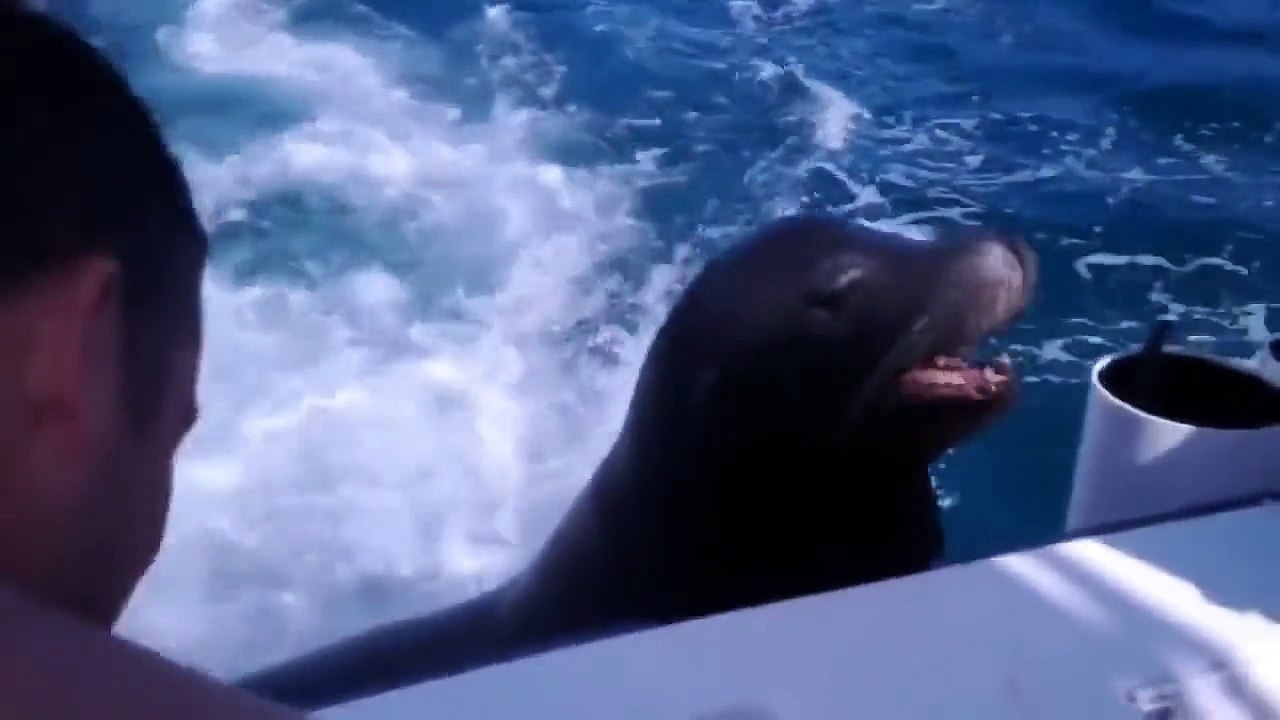 Морские львы зашли в гости. Забавные морские львы