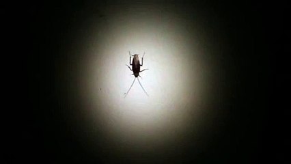 [How To] Fail At Killing a Cockroach