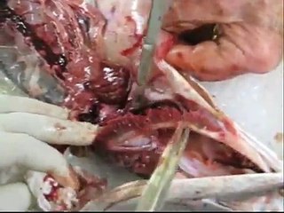 How Fish Eat Part 2 (SLOW MOTION UNDERWATER!) - Smarter Every Day 119