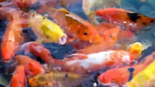 Pretty and Colorful Koi Fish | Relaxing Nature Sounds, Beautiful Water Garden