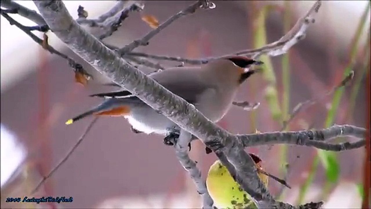 Bohemian Waxwings